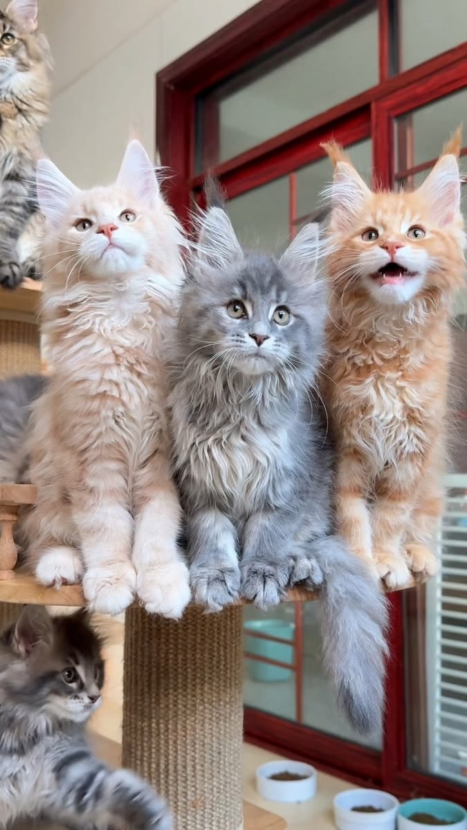 Purebred Maine Coon Kittens