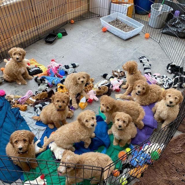 Adorable Goldendoodle Puppies