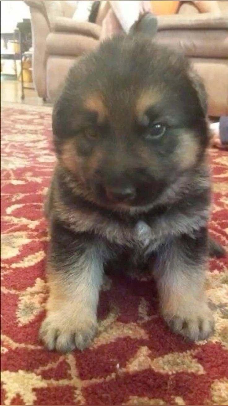 German Shepherd Puppy