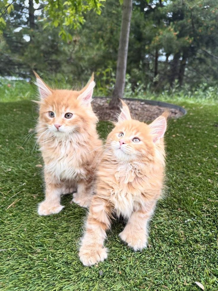 Purebred Maine Coon Kittens