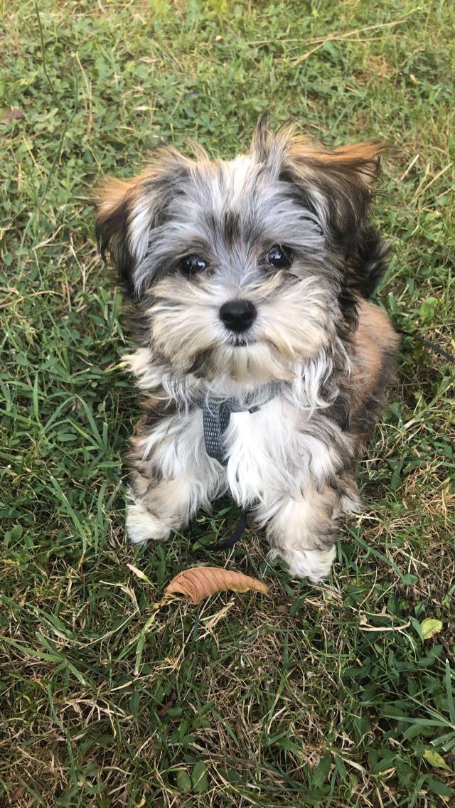 Morkie Puppy (Maltese x Yorkshire Terrier Mix)