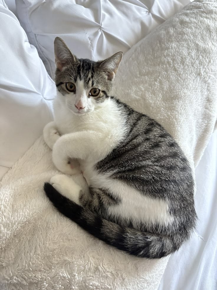 I Love Cat - Domestic Shorthair Kitten