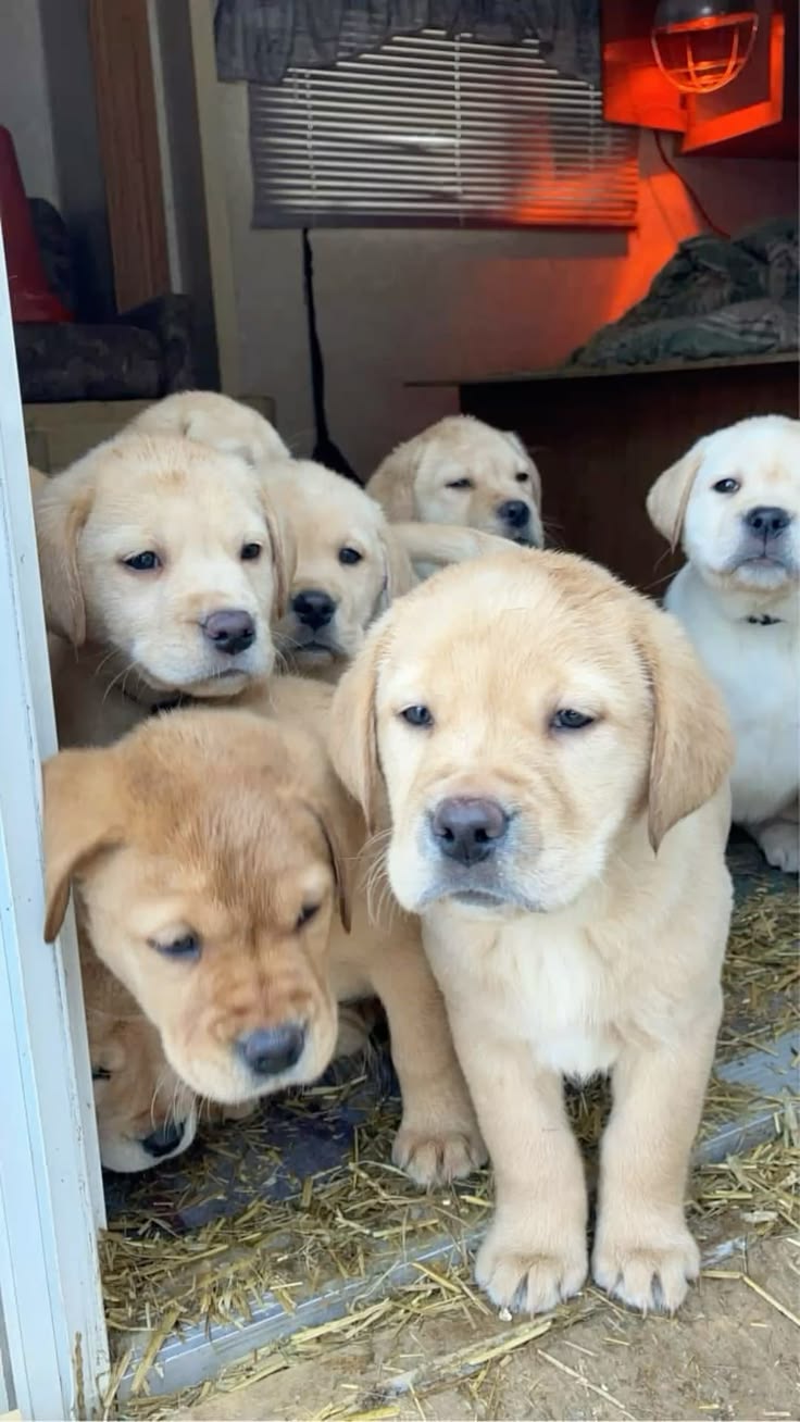 Purebred Labrador Retriever Puppies