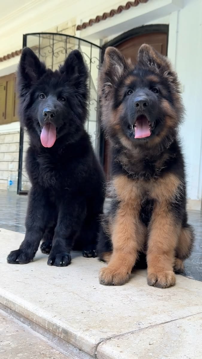 Purebred German Shepherd Puppies
