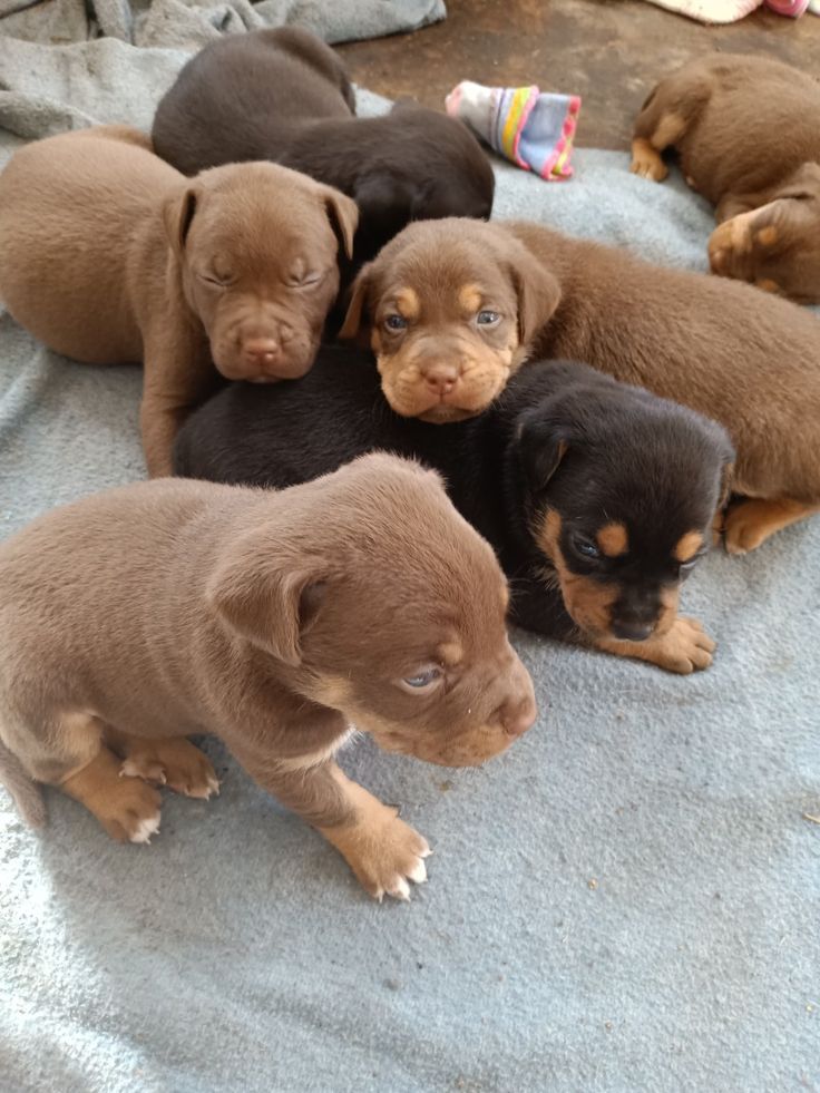 Mixed Breed Puppy Litter
