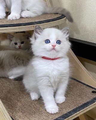 Purebred Ragdoll Kittens for Adoption